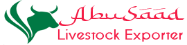 Abusaad Livestock Exporter